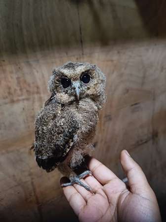 Scops Owls – Habitat, Food Habits, Behavior & Adaptation